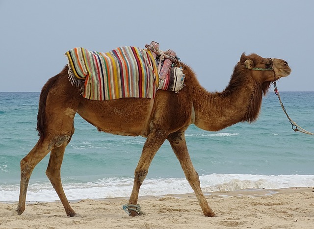 Tunisko, velbloud na pláži