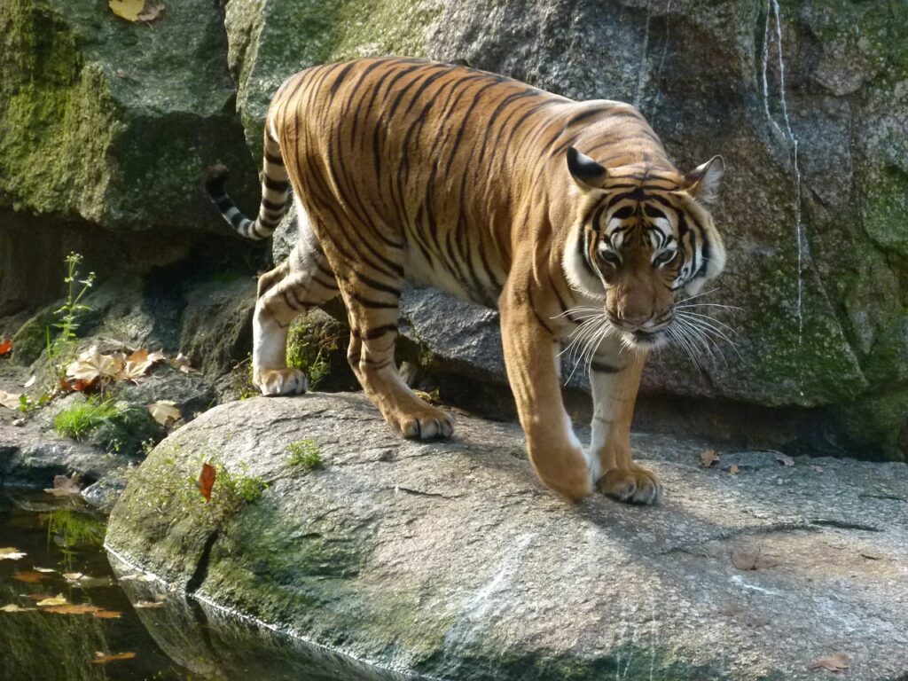 Berlínská ZOO