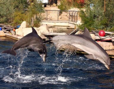 zoo a delfinárium v Norimberku