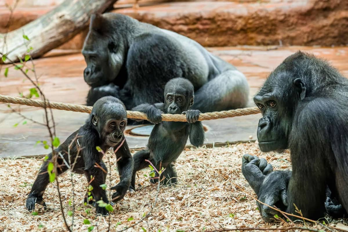 ZOO Praha