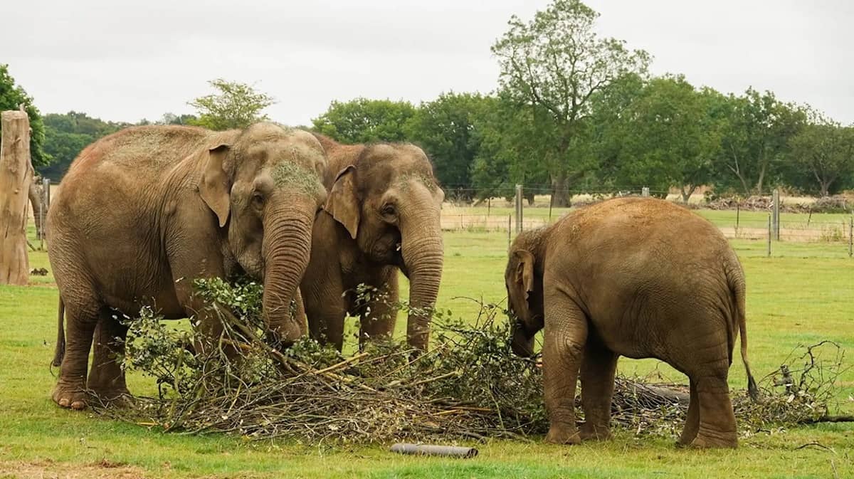 ZOO Whipsnade, Anglie